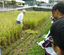 稲の刈り方やはざ干しを説明する長谷川憲司さん 